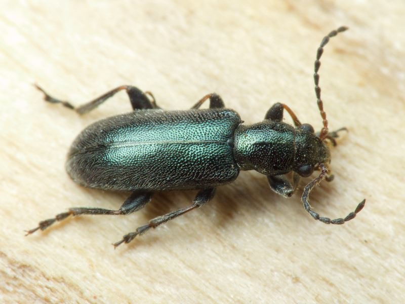 Orsodacne humeralis Latreille, 1804